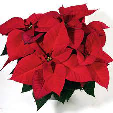Poinsettias