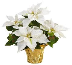 Poinsettias