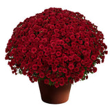 Fall Mum - 8 inch pot