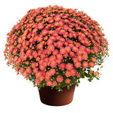 Fall Mum - 8 inch pot