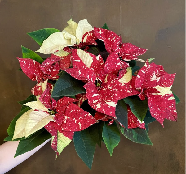 Poinsettias