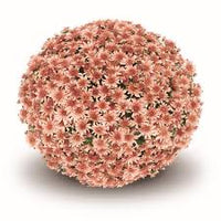 Fall Mum - 8 inch pot