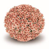 Fall Mum - 8 inch pot