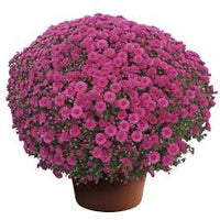 Fall Mum - 8 inch pot