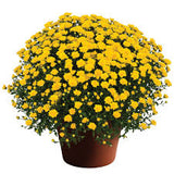 Fall Mum - 8 inch pot