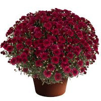 Fall Mum - 8 inch pot