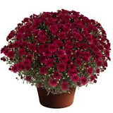 Fall Mum - 8 inch pot