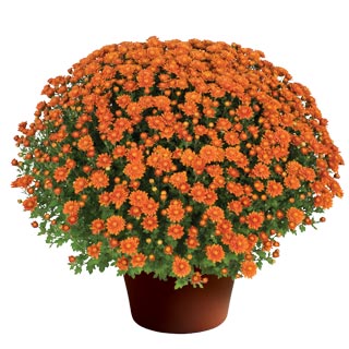 Fall Mum - 8 inch pot